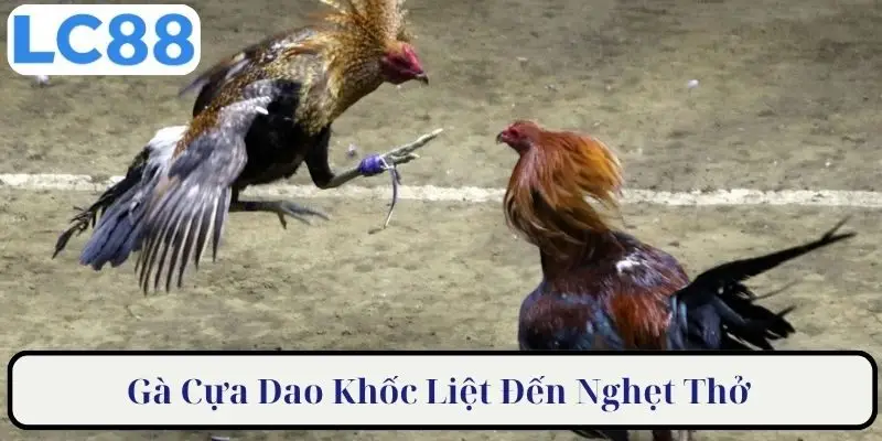 Gà cựa dao khốc liệt đến nghẹt thở