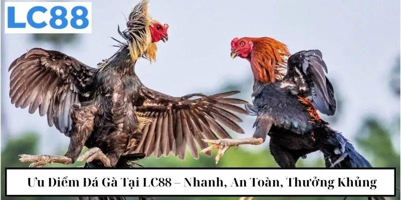 Ưu điểm đá gà tại LC88 - nhanh, an toàn, thưởng khủng